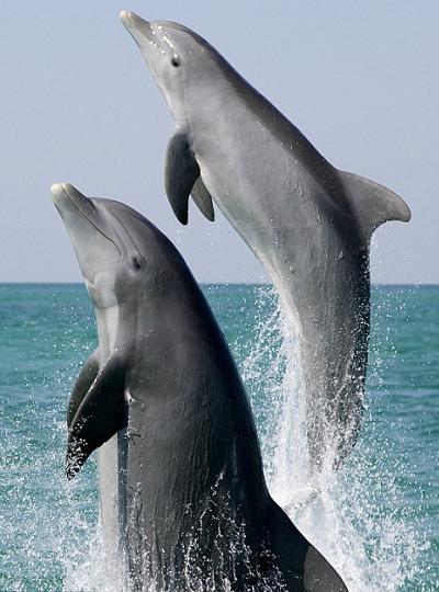 Marine Conservation Charity